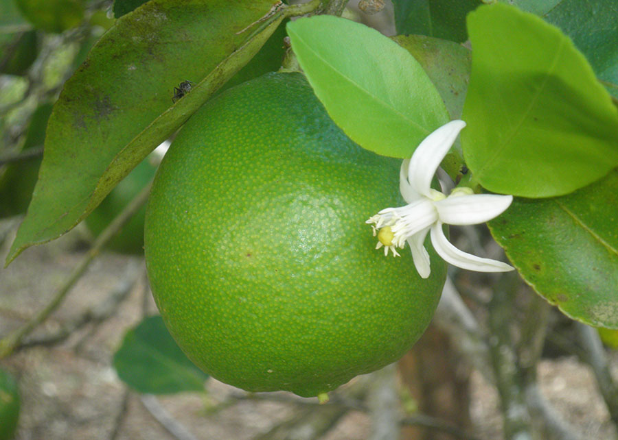 Laboratório apoia exportação de limão tahiti para União Europeia