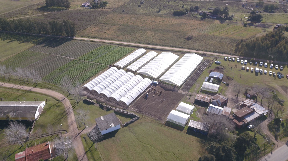 O papel da agricultura na economia do Uruguai