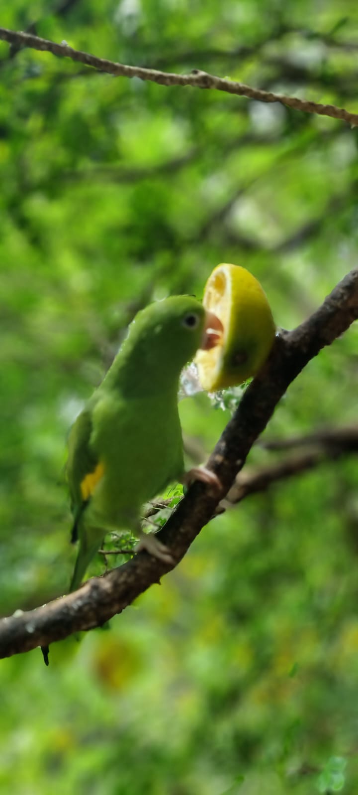 México abre mercado para importação de aves do Brasil