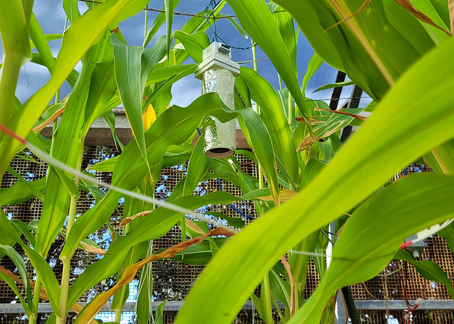 Inteligência Artificial promete revolucionar a gestão de irrigação na agricultura