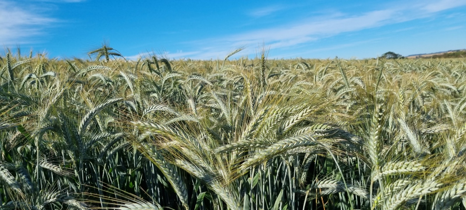Descubra quais são os municípios mais ricos do agro brasileiro