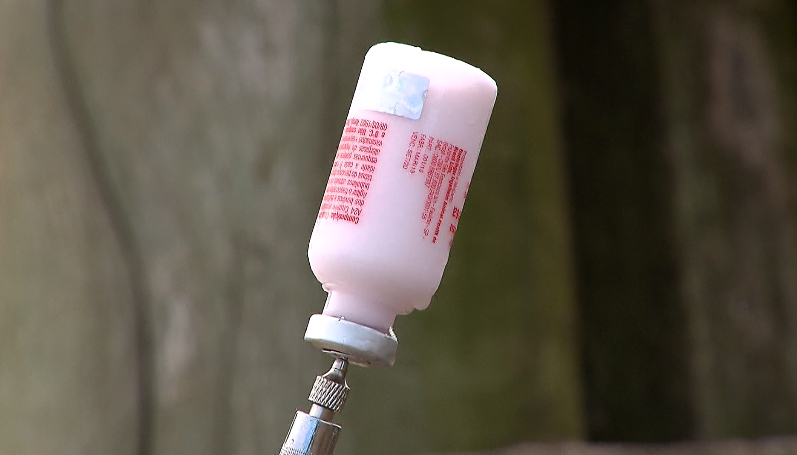 Doença da Língua Azul – autoridades sanitárias da Europa em alerta