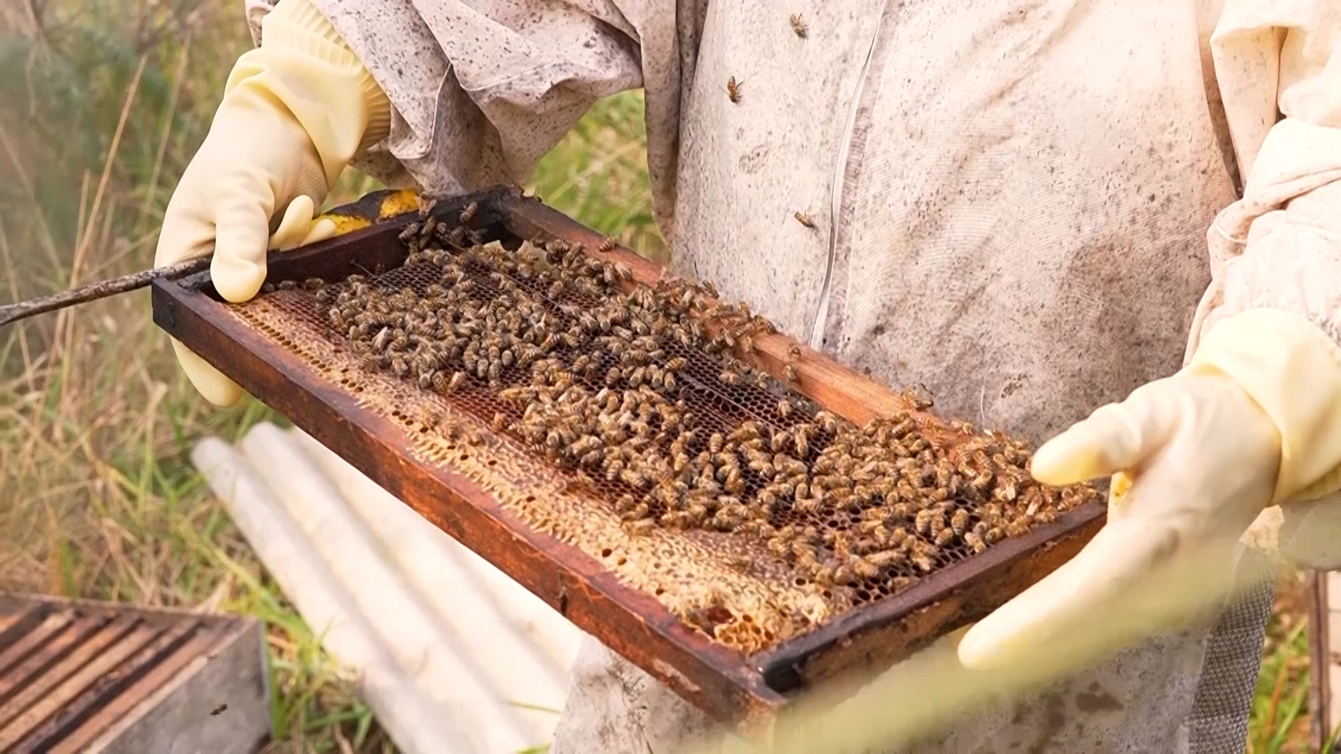 Polinização animal impulsiona 12,6% da agricultura paranaense