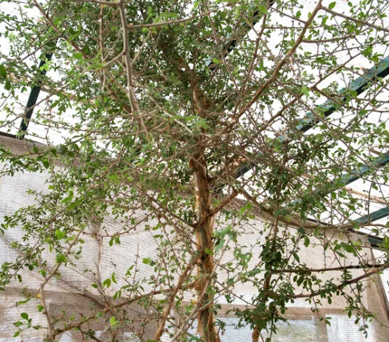 Semente milenar replantada pode ser planta medicinal da Bíblia