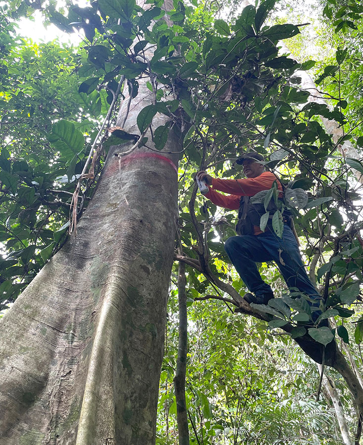 Secas atrasam em 20 anos a recuperação de estoques de madeira em florestas manejadas
