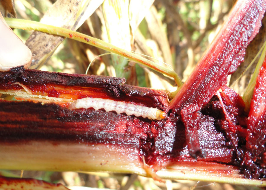 Broca-do-colmo – praga silenciosa do sorgo e cana-de-açúcar