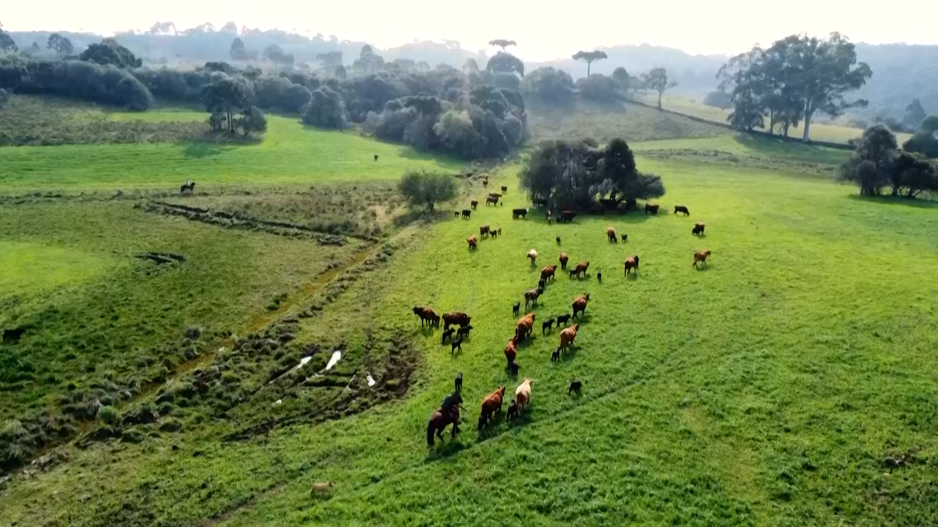 Instabilidade econômica impulsiona fusões e aquisições no agro, revela estudo