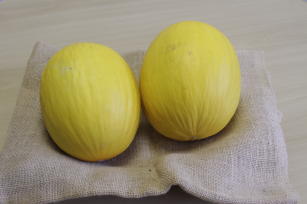Novo melão híbrido tem alta produtividade e sabor adocicado