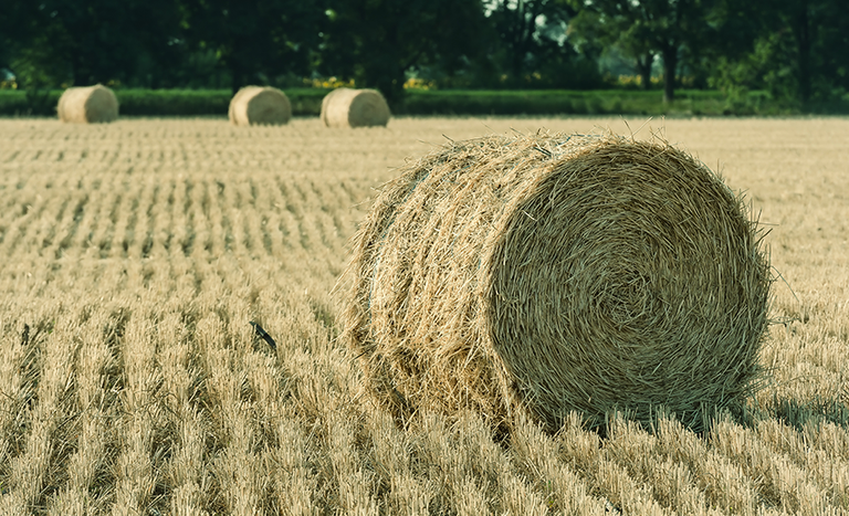 Brasil conquista novos mercados para agronegócio