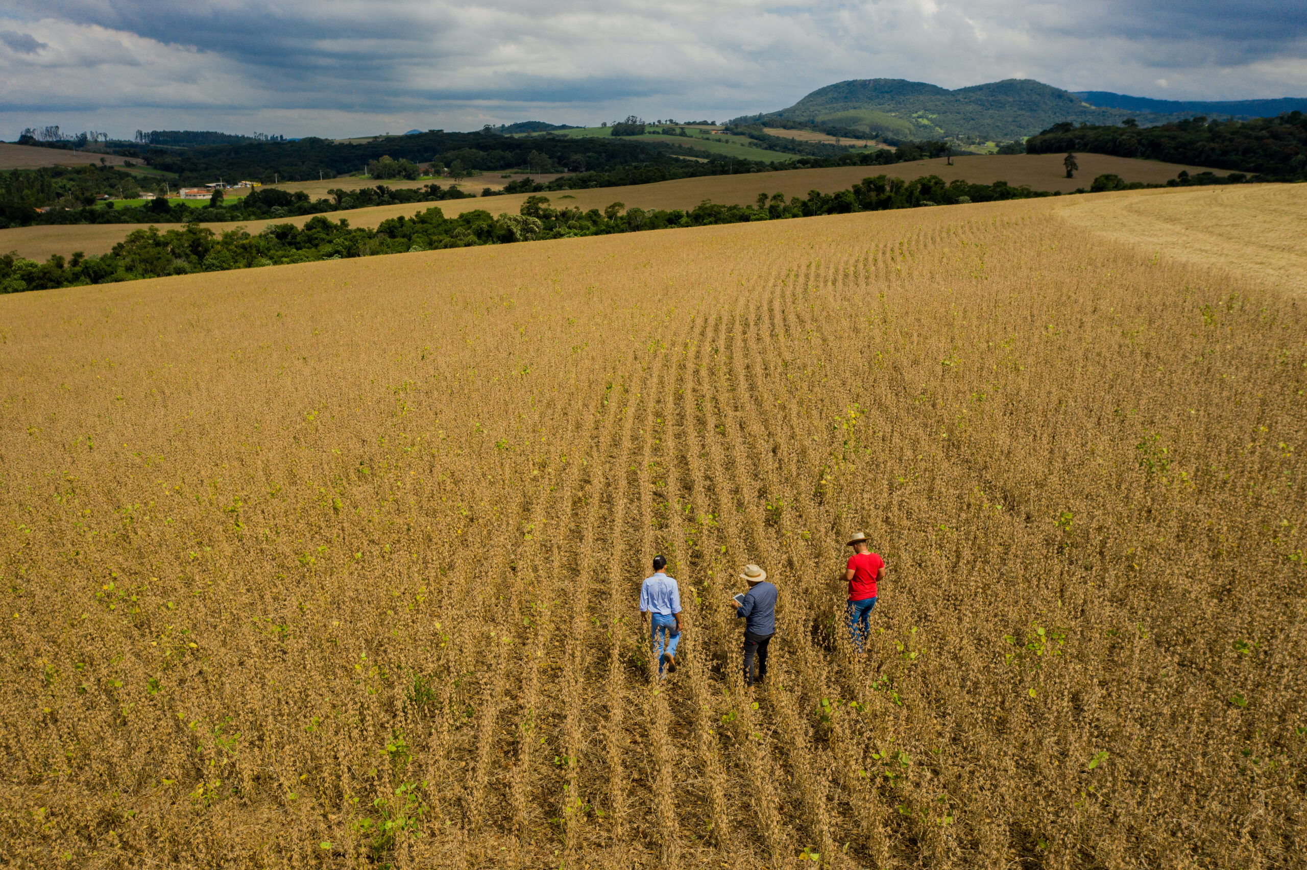 BASF apresenta resultados iniciais do programa global de agricultura de baixo carbono