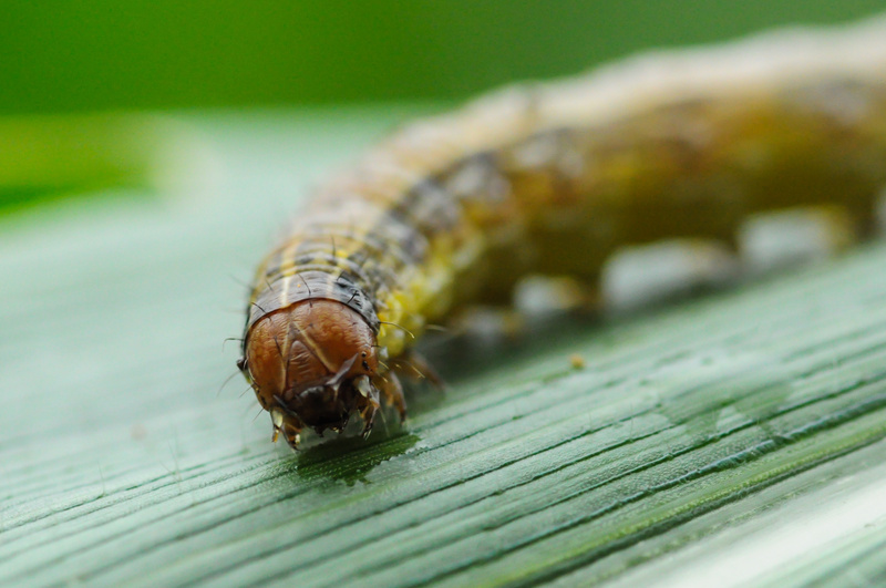 Produção de soja sofre com infestações de lagartas e percevejos