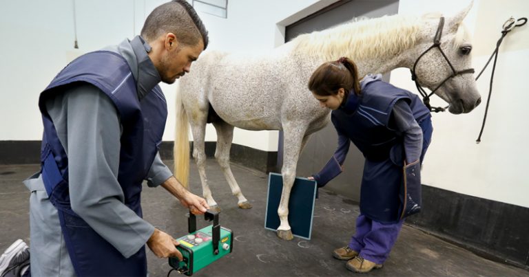 Veja as 10 melhores faculdades de veterinária do Brasil
