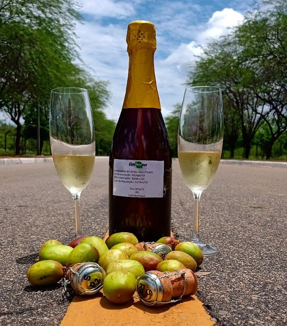 Novo vinho nacional – Pesquisadores desenvolvem bebida fermentada a partir do umbu