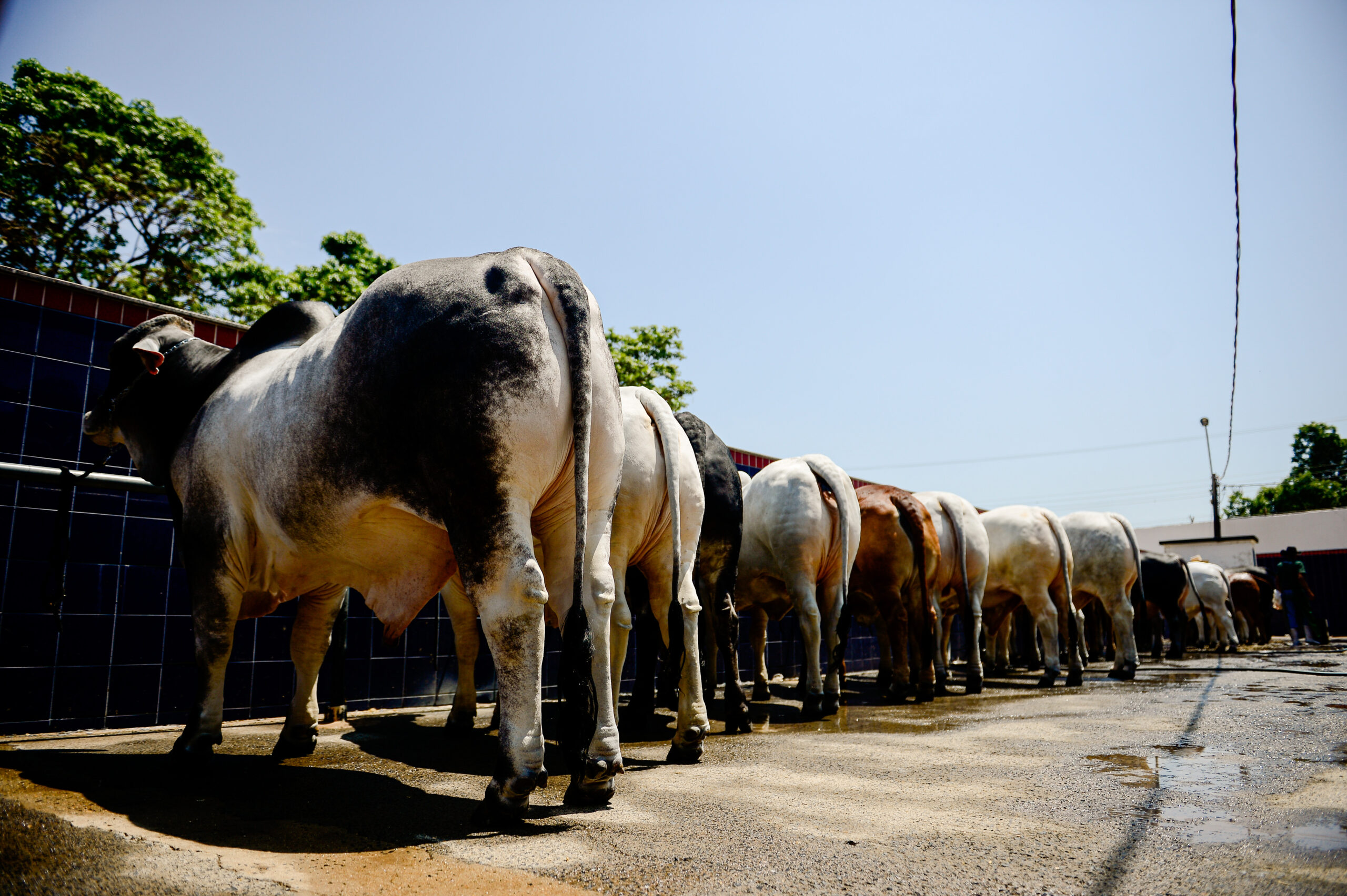 20ª Exposição Internacional da Raça Brahman ocorre em Uberaba