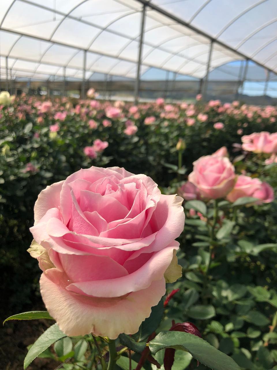 IFPA lança campanha para aumentar vendas de flores na primavera