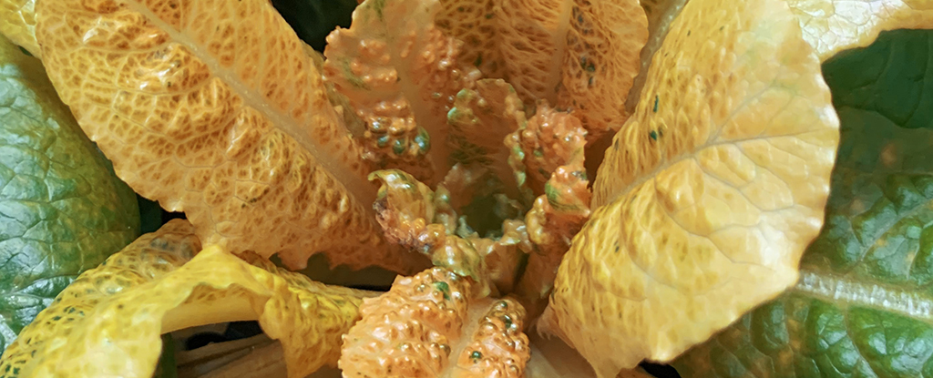Conheça a alface dourada, que pode mudar a história dos vegetais