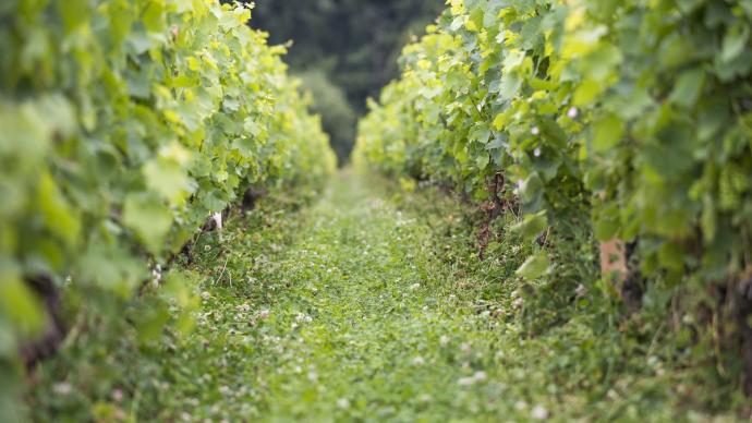 Crise do Vinho: 30 mil hectares de vinhedos destruídos na França