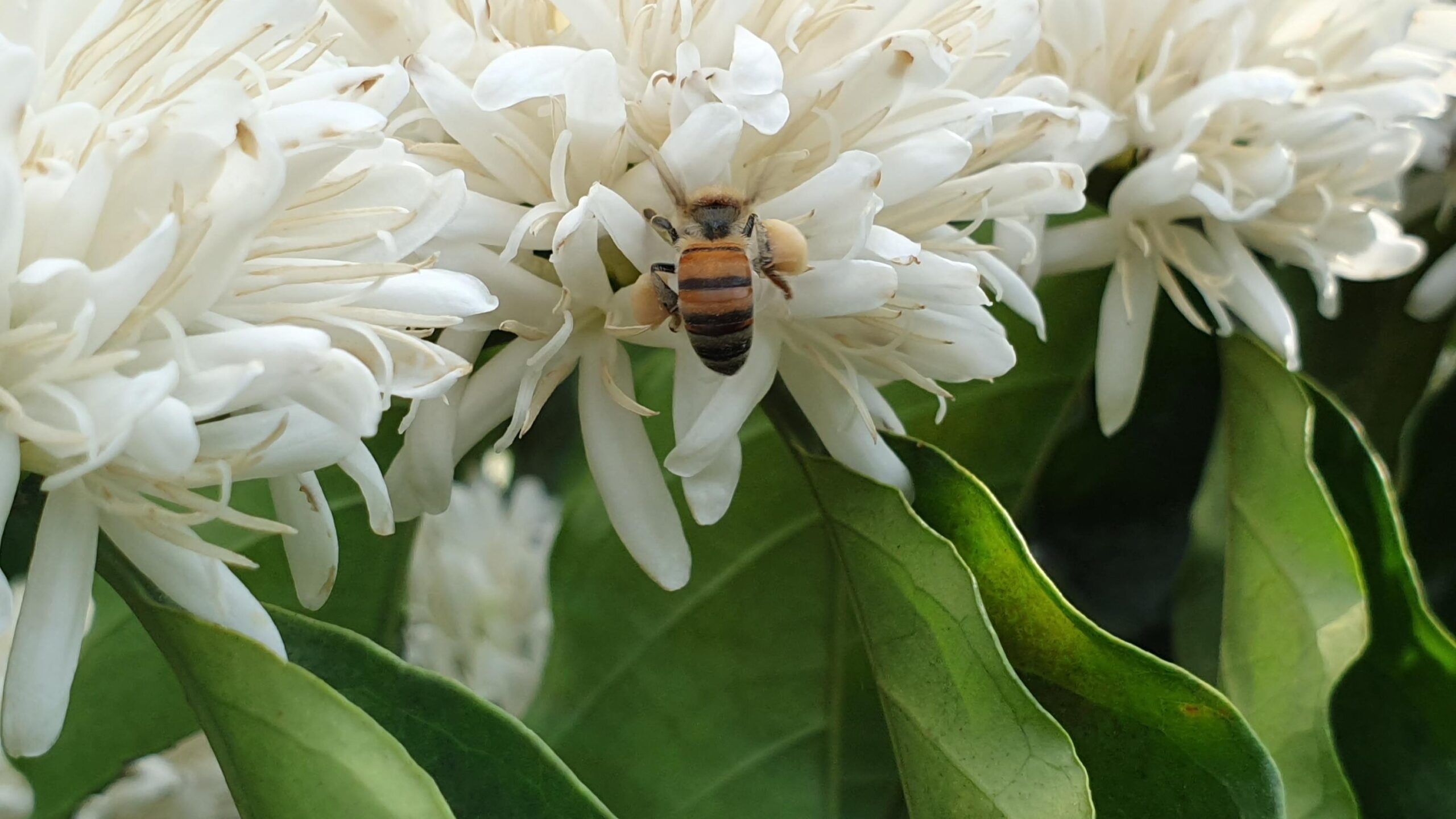 Abelhas e café, uma mistura lucrativa e saborosa na xícara