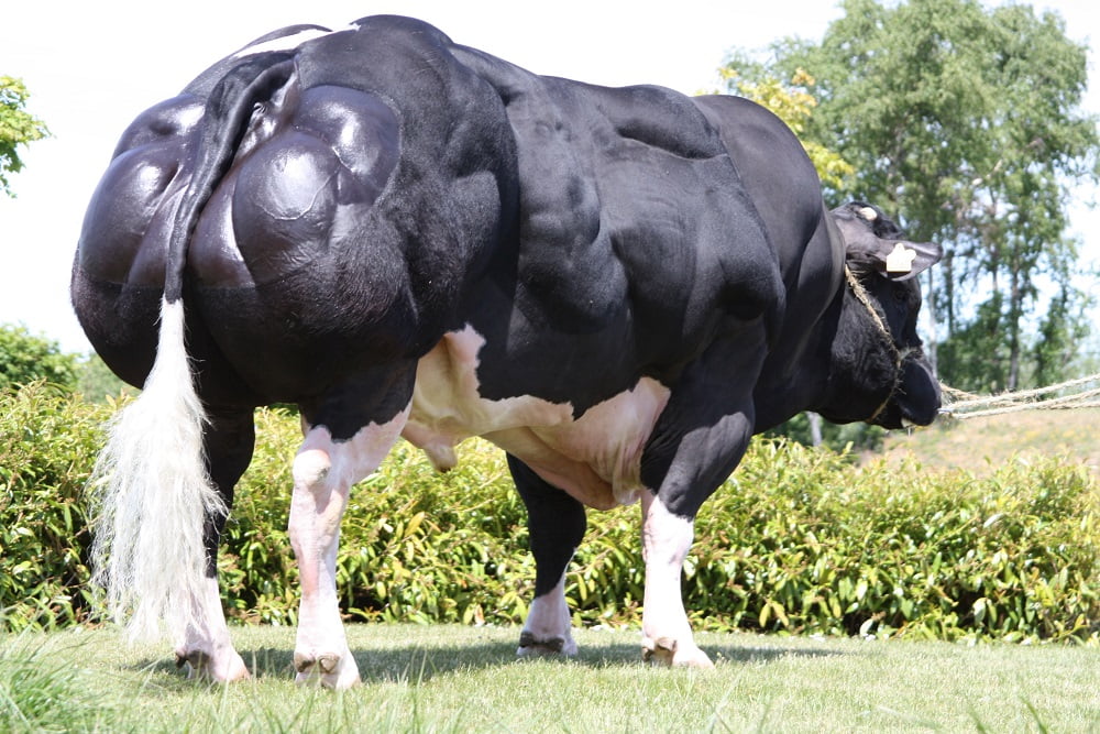 Boi mais musculoso do mundo; conheça o Belgian Blue