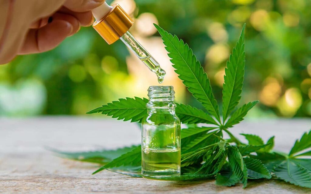 Divulgadas regras para produção de cannabis medicinal