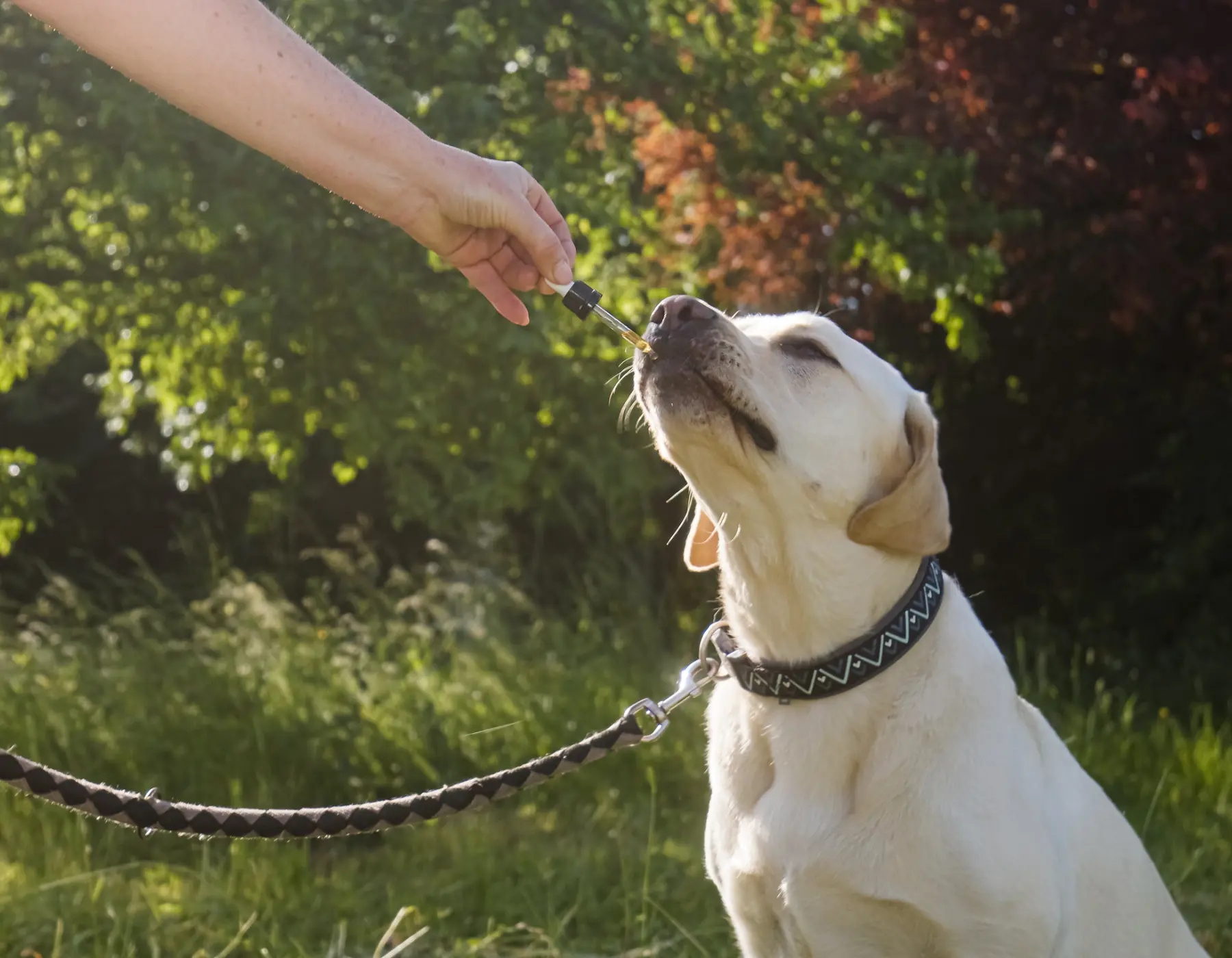 Projeto proíbe novos contratos de aluguel para quem abandonar animais