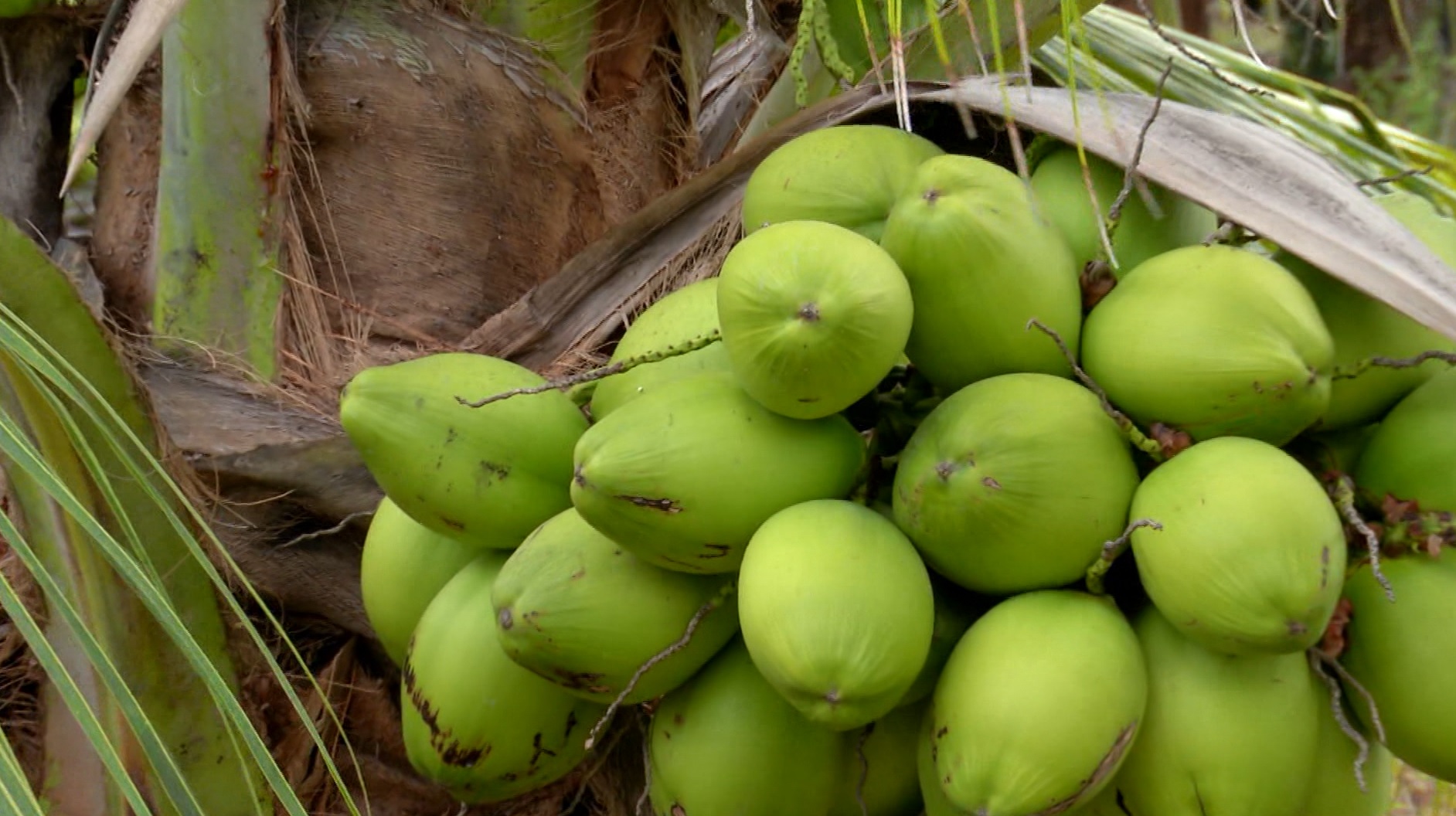 Água de coco vira queridinha dos treinos e movimenta mercado bilionário