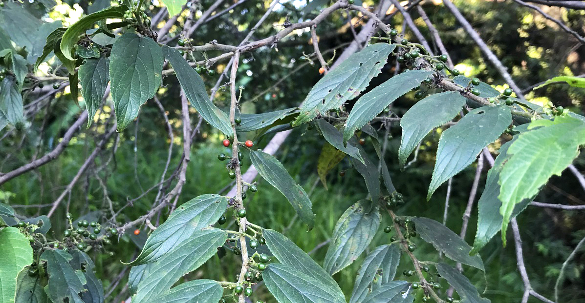 Cientistas brasileiros descobrem canabidiol em erva daninha