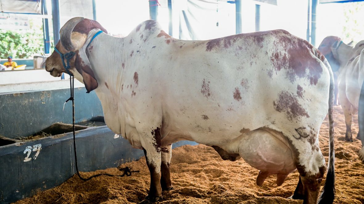 Vaca brasileira bate recorde mundial na produção de leite; veja