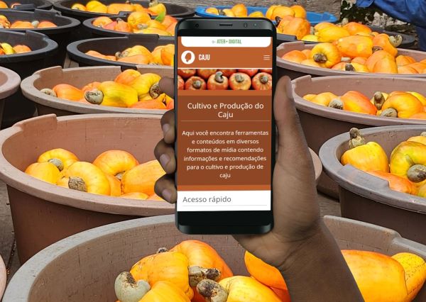 Hub Caju – plataforma online sobre cajucultura será lançada hoje