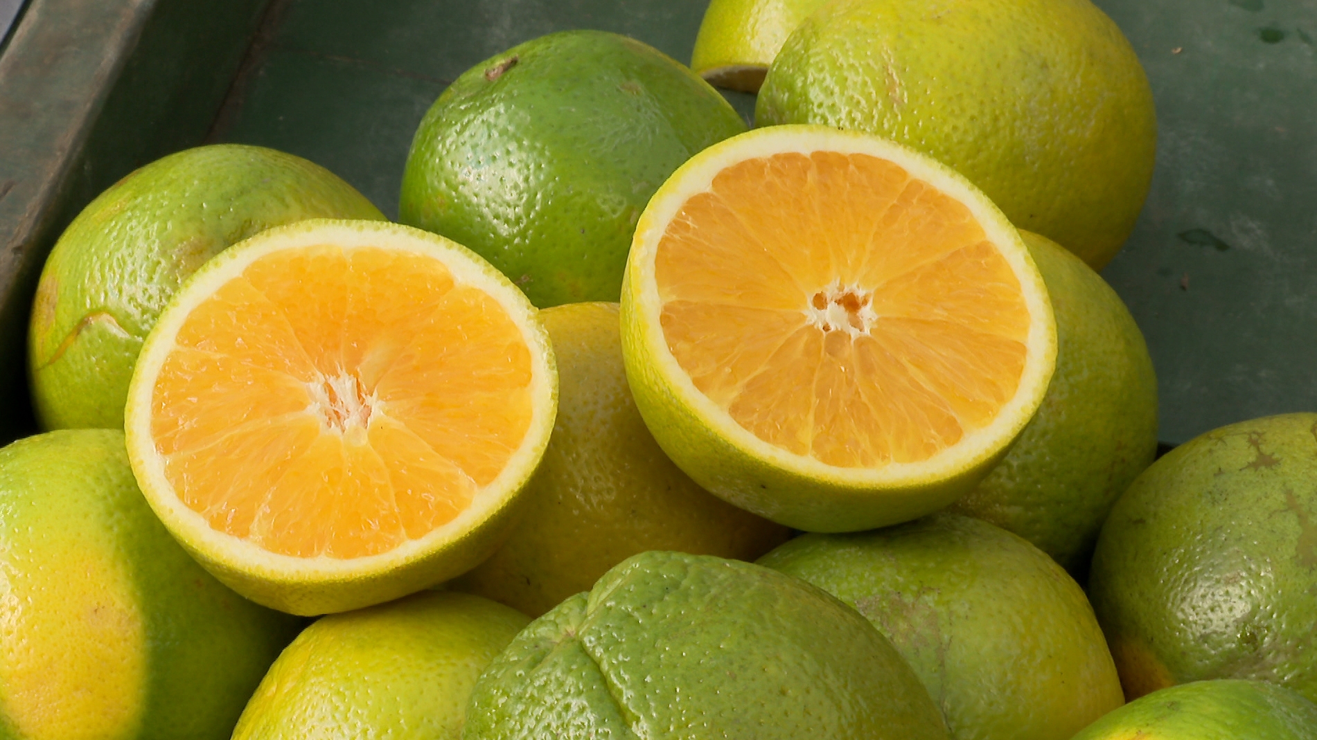 Preços da laranja caem; tahiti sobe na entressafra