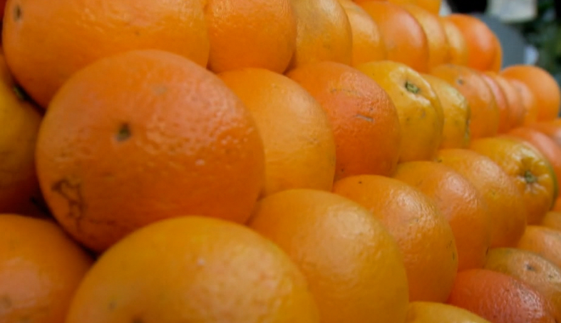 África do Sul enfrenta mofo cinzento em lavouras de frutas cítricas