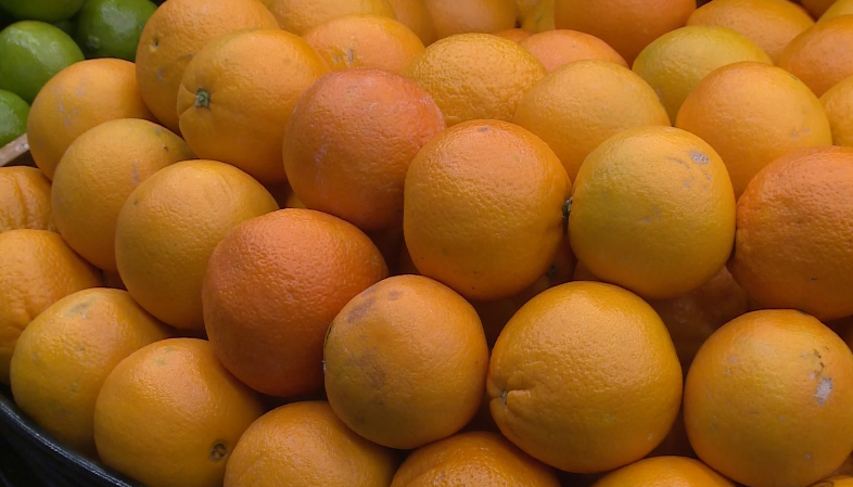 Laranja; projeto Colhe+ pode revolucionar citricultura brasileira
