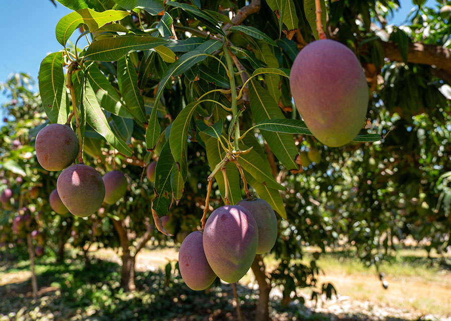 Exportações de frutas brasileiras crescem em valor, mesmo com desafios climáticos