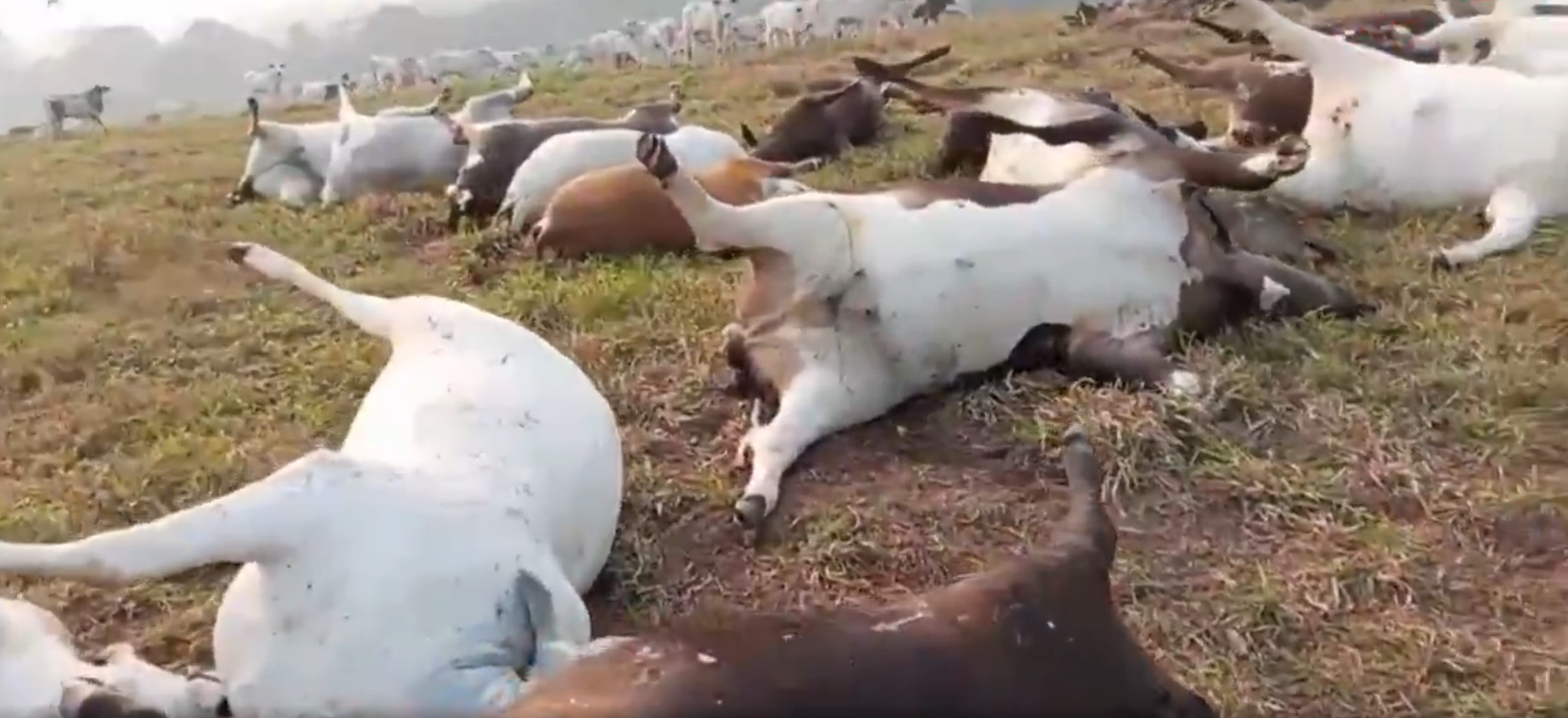 Raio mata quase 100 cabeças de gado