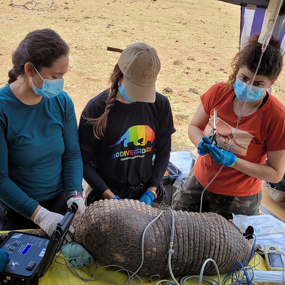 Tatu com pênis de 33 centímetros é encontrado no Pantanal