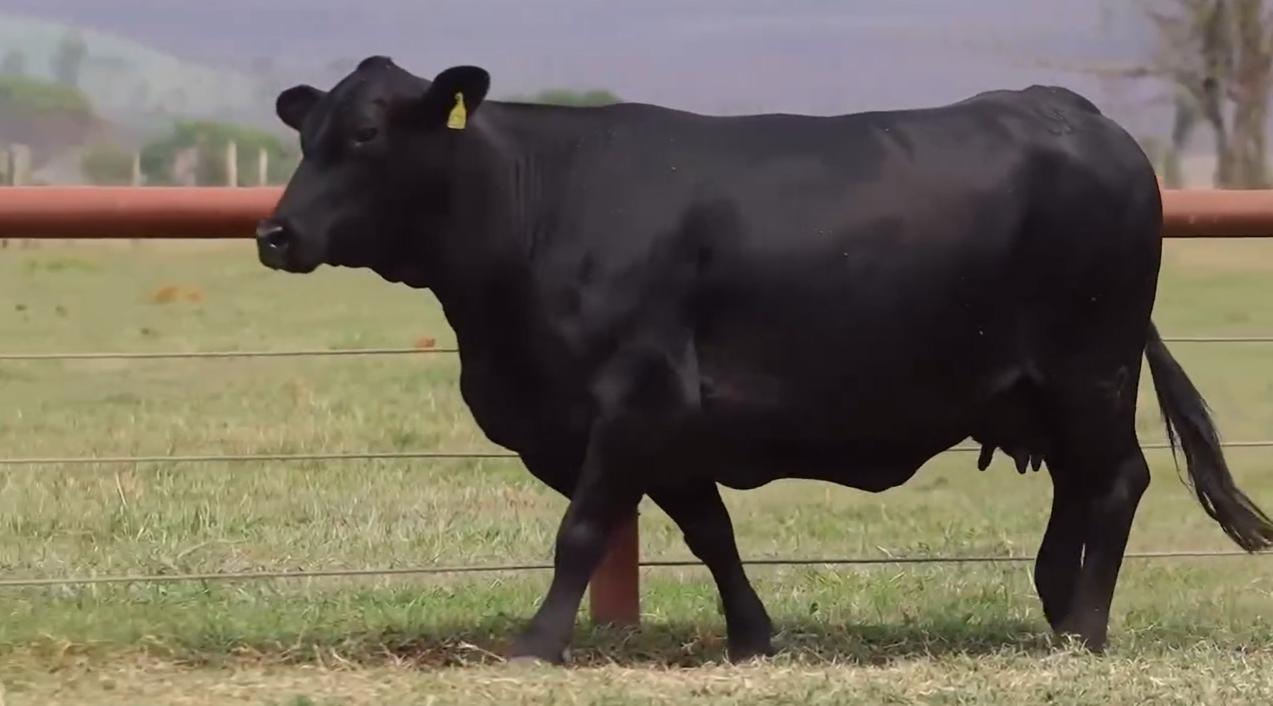 Vaca Brangus atinge valor de quase R$ 1 milhão e bate recorde