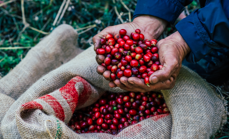 Exportações do agro batem recorde em outubro e alcançam US$ 14,27 bilhões