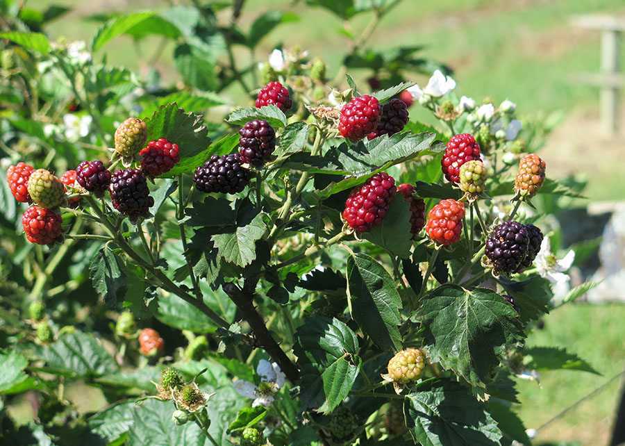 Serra Catarinense aposta em frutas vermelhas para diversificar produção e atrair turismo