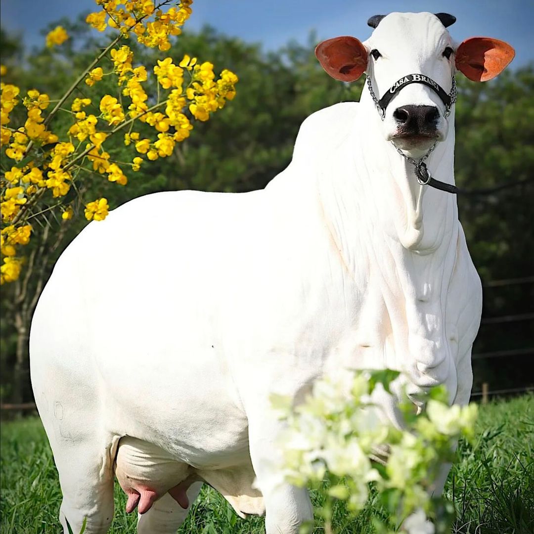 Vaca brasileira atinge R$ 24 milhões e bate recorde mundial