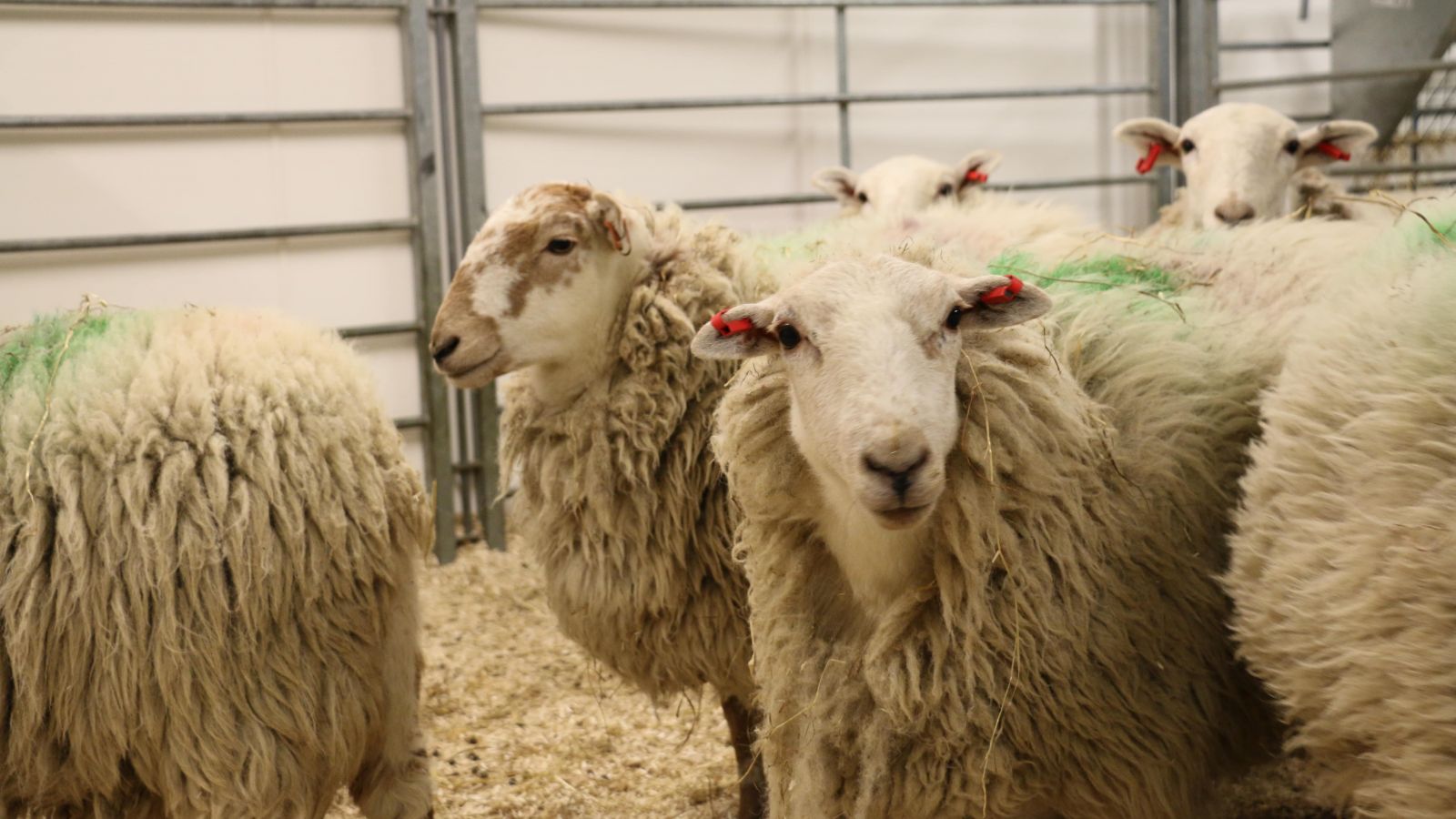 Sancionada lei que regula clonagem e material genético animal