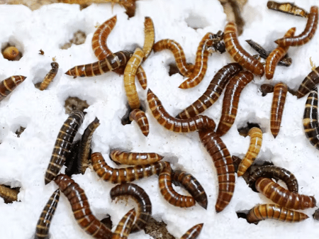 As larvas que comem plástico descobertas na África
