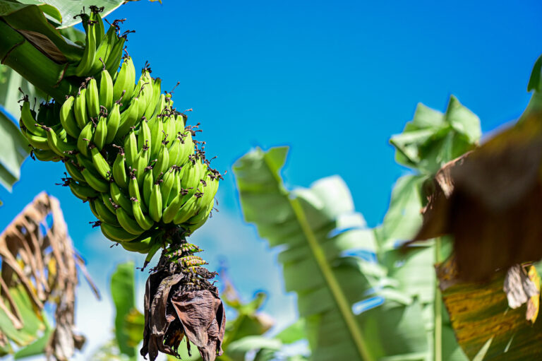Pesquisa pioneira: controle biológico do moleque-da-bananeira