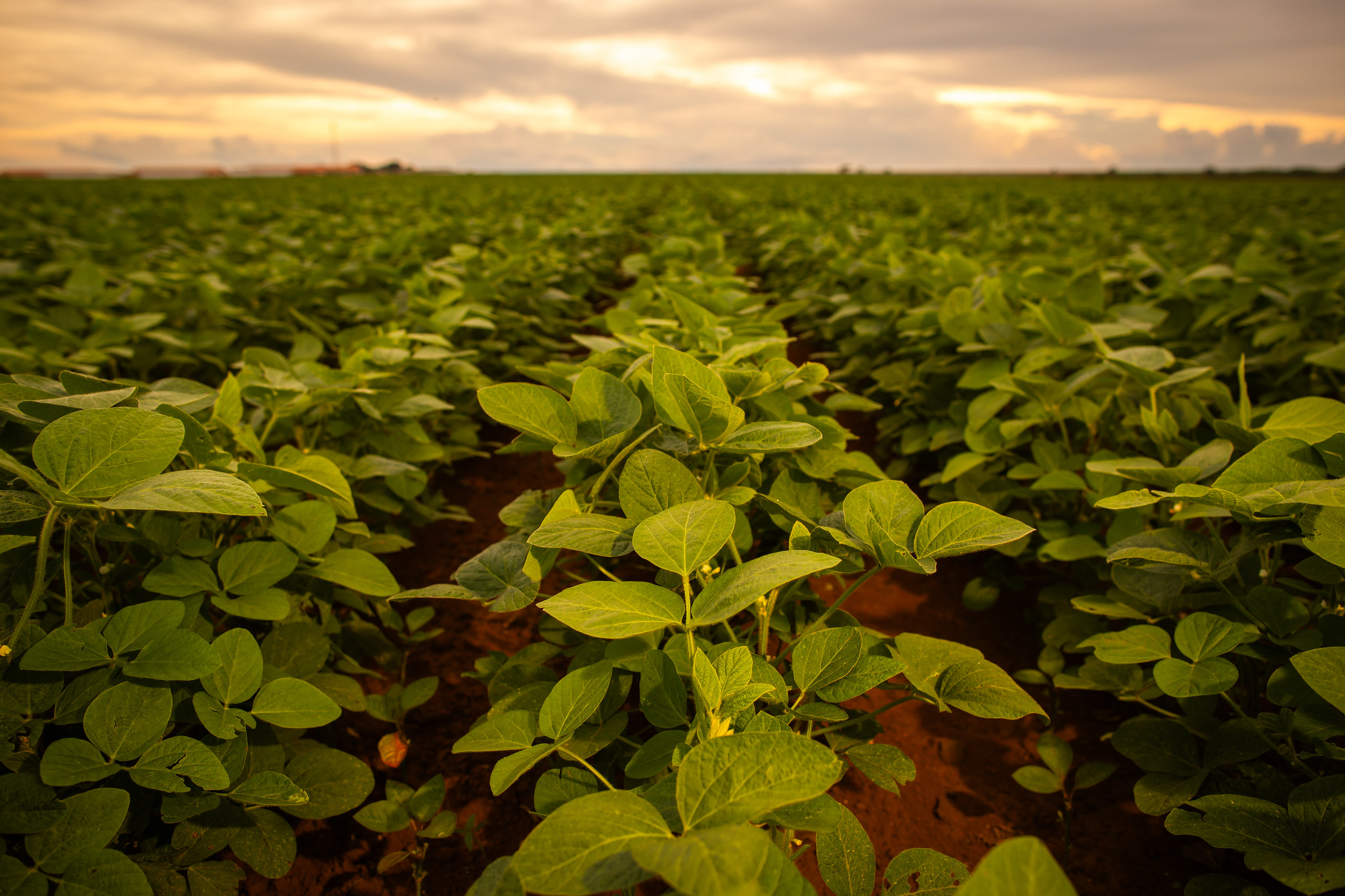 Doenças agrícolas ameaçam lavouras no Brasil