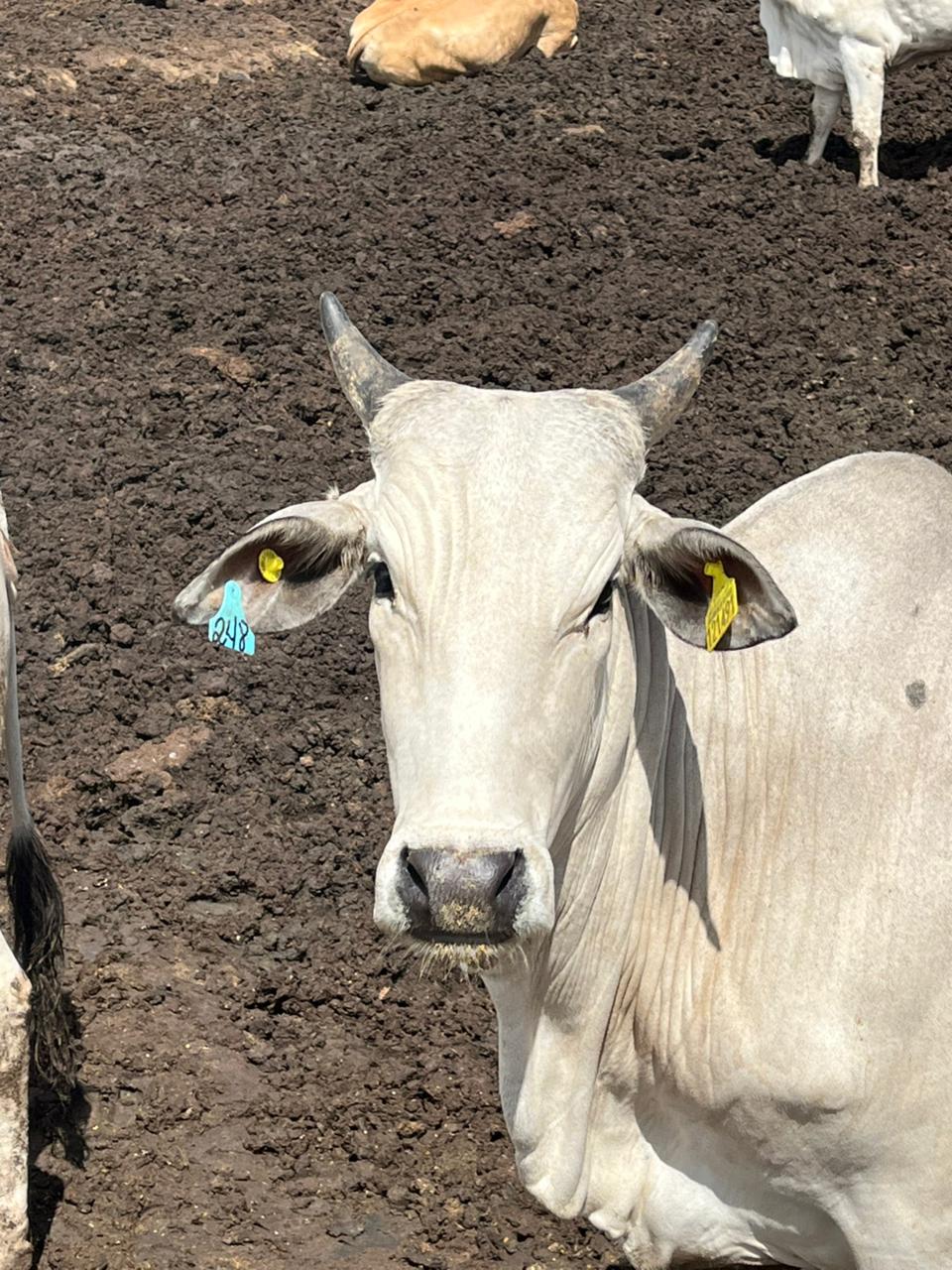 Projeto quer eliminar marcação a fogo em animais