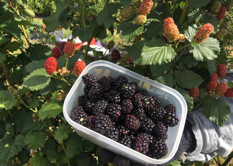 Nova cultivar de amoreira-preta sem espinhos promete revolução na fruticultura brasileira