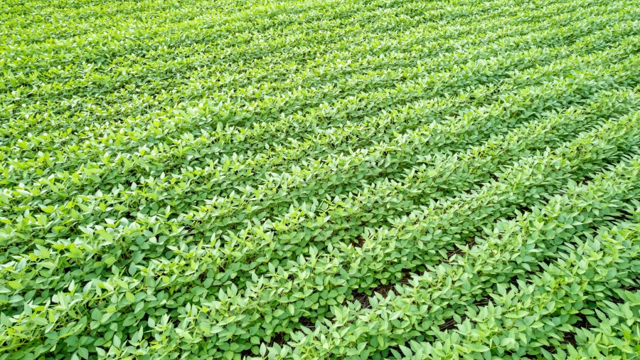 Justiça de MT determina suspensão da cobrança de royalties da Bayer
