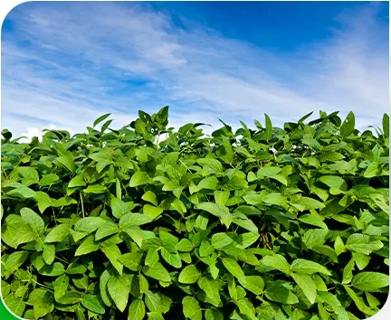 Soja e algodão em sucessão cortam custos com pragas e revitalizam o solo do Cerrado