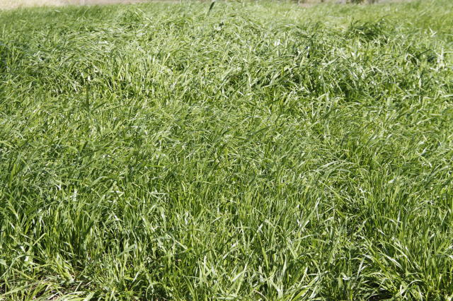 Área cultivada com azevém no Brasil tem crescido