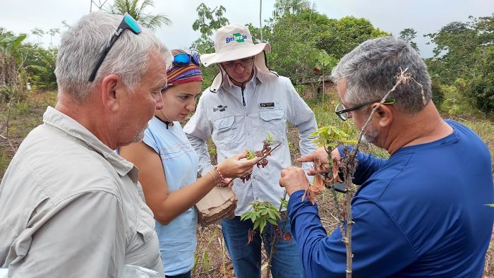 Pesquisadores alemães avaliam impacto da vassoura-de-bruxa da mandioca no Amapá