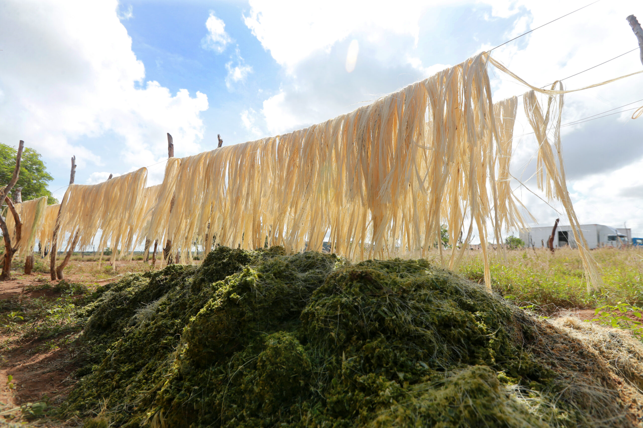 RePlanta Agave: projeto qualifica produtores de fibra de sisal
